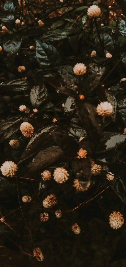 a bunch of flowers that are all on the ground