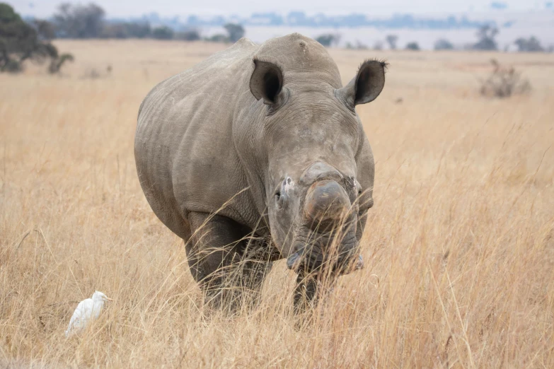 a white rhino looks to the side in a field