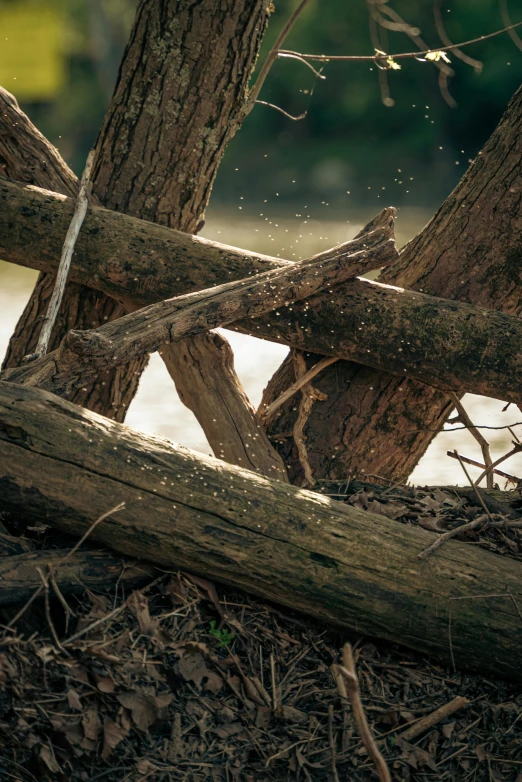 a bird is sitting on top of a piece of wood