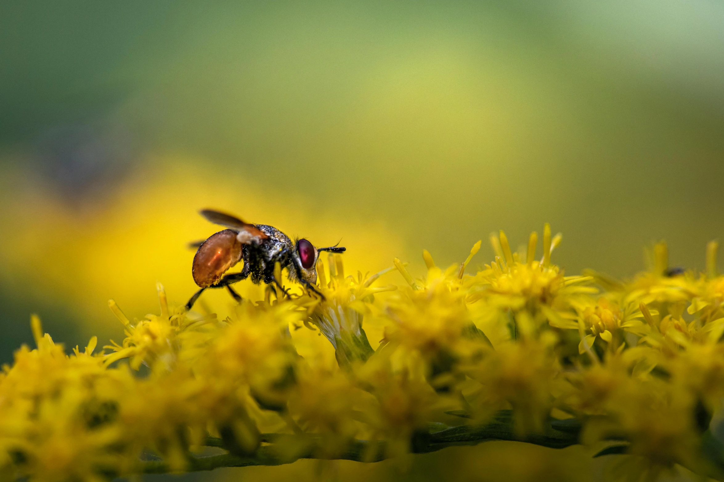 a couple of small fly's sitting on top of a yellow flower