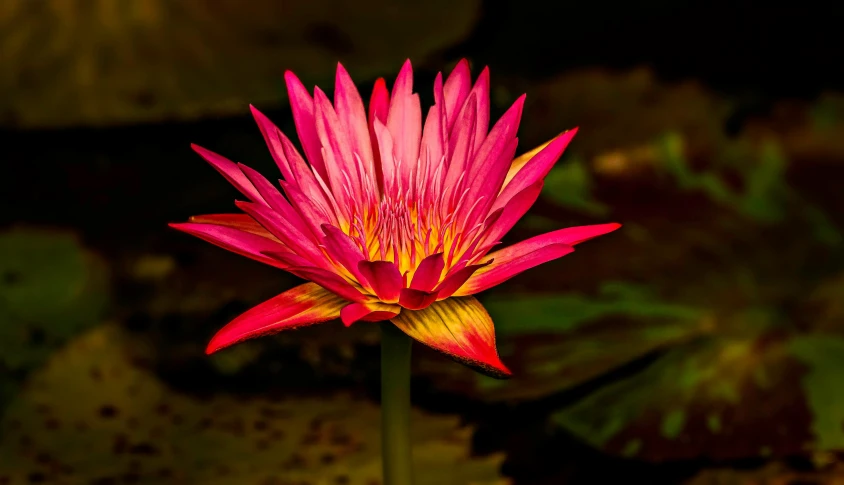 the pink lotus flower is very brightly colored