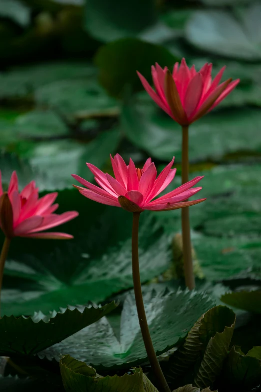 three pink flowers that are in some water