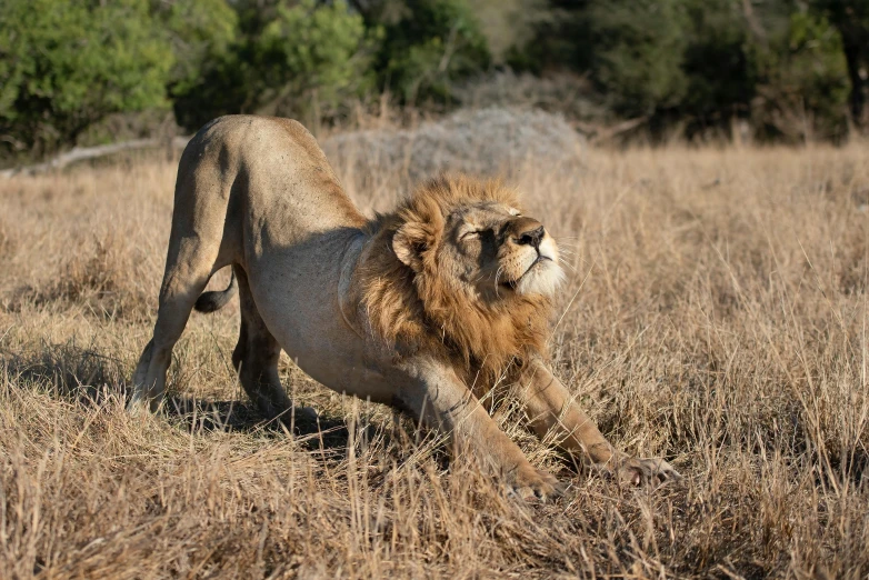 a large lion standing in the middle of a grassy field