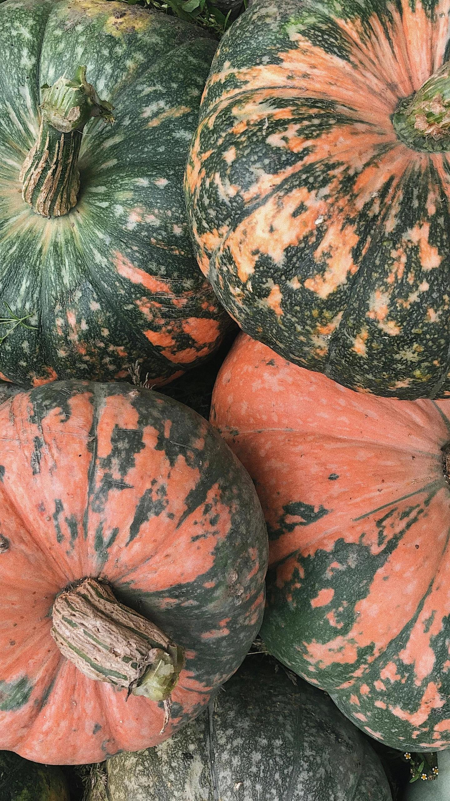 many pumpkins sitting next to each other