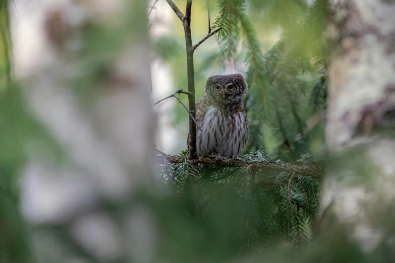 an owl is standing in the middle of a tree