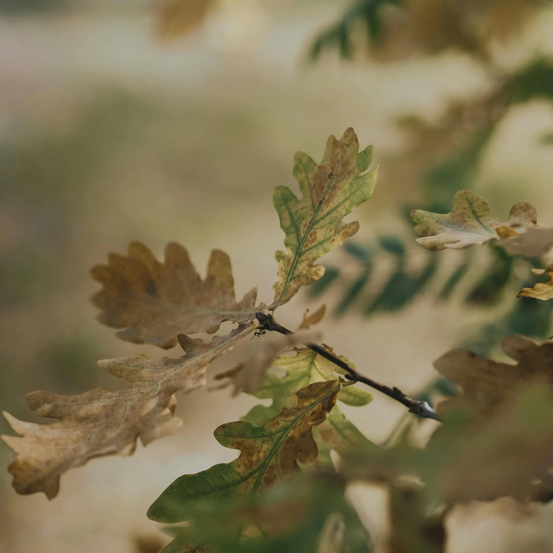 a leaf in the tree has some brown and yellow leaves