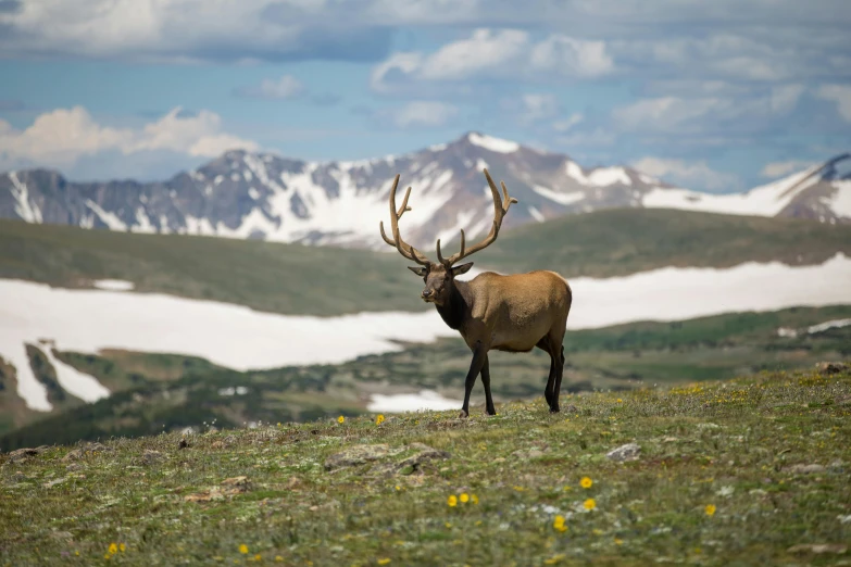 an elk is standing in the grass next to snow covered mountains