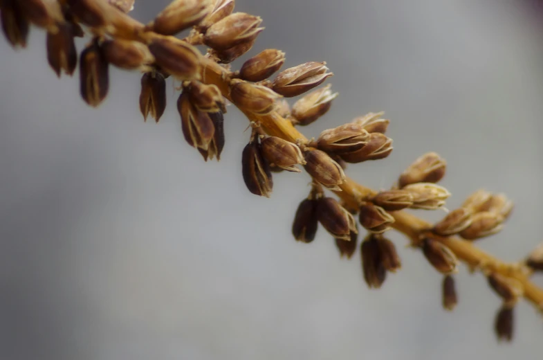 a plant with small seeds on it