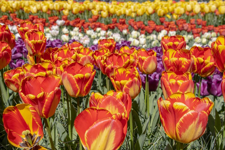 a very pretty field with lots of different colored flowers