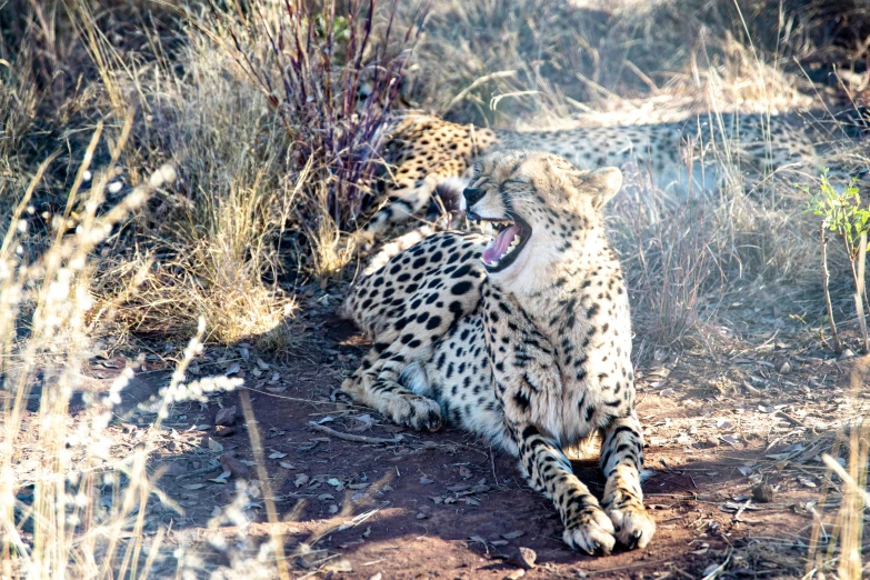 a large leopard laying down in the dirt near grass