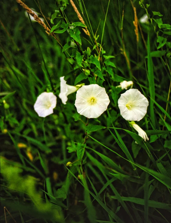 three white flowers are growing in the grass