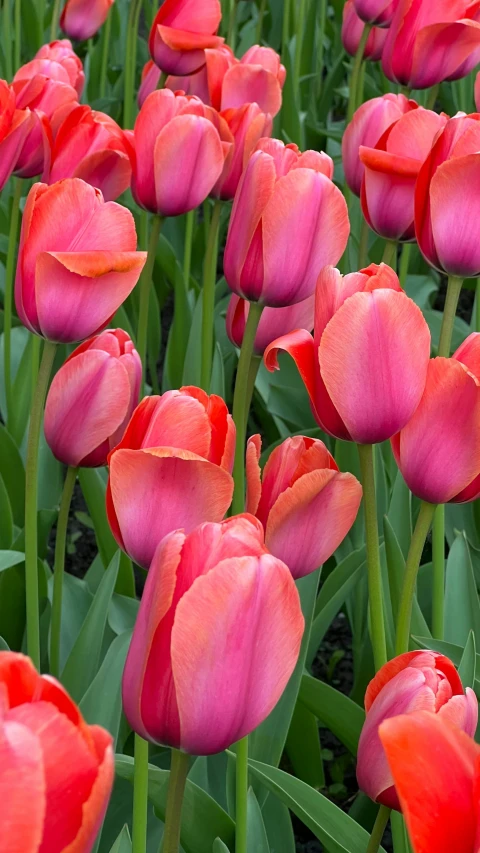 red flowers that are outside in the grass