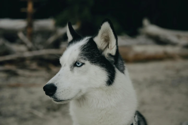 a black and white husky with blue eyes is standing alone