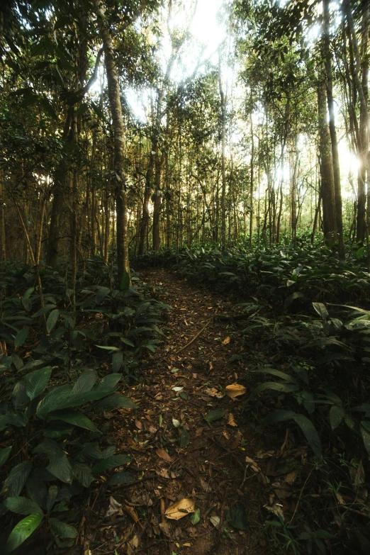 the trail is covered with green leafy foliage