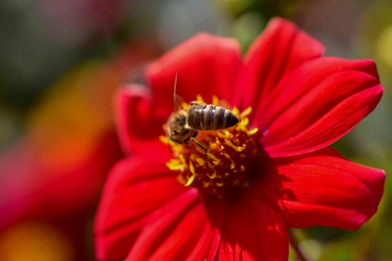 a bee sitting on the center of a red flower