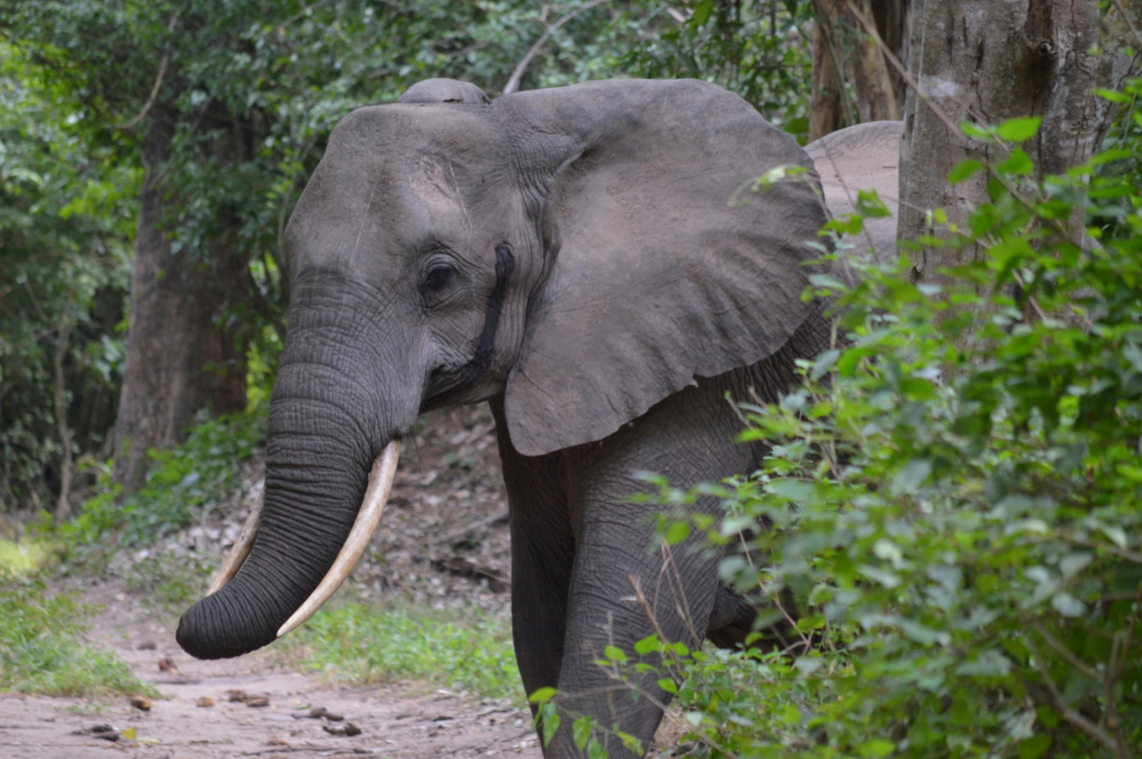 an elephant in a wooded area has tusks