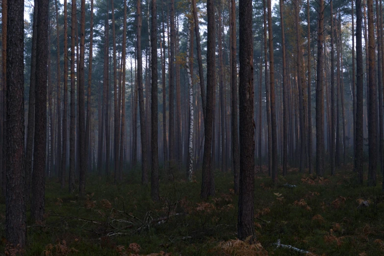 the view of the forest, showing the woods, has very tall trees