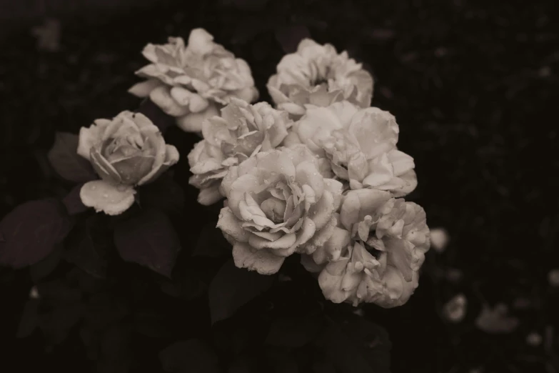 black and white flowers are blooming on a tree