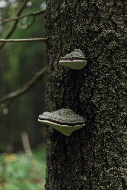 two mushrooms on the bark of a tree