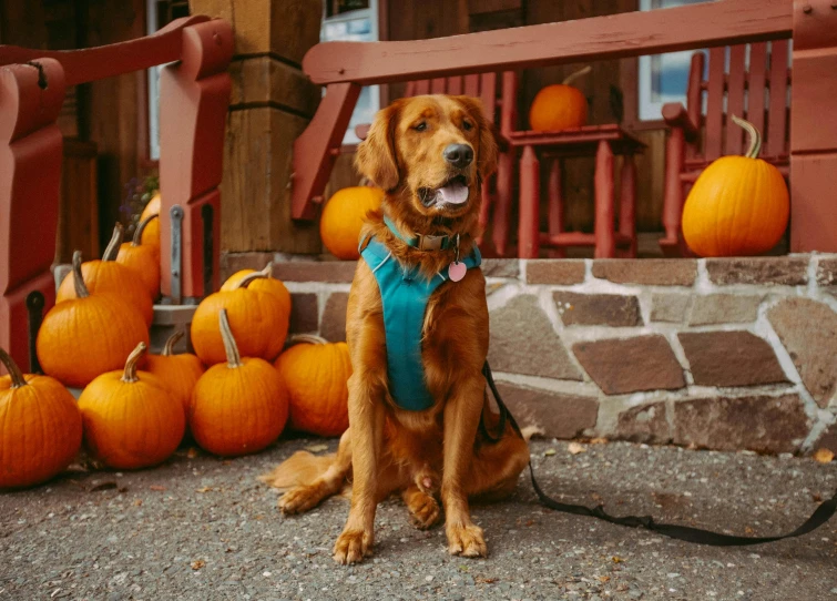 there is a dog that is standing on the ground