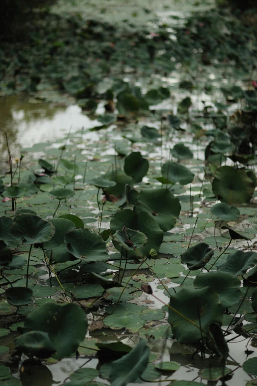 a group of green plants growing in the water