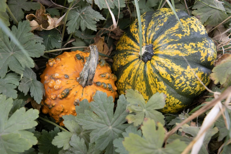 pumpkins sitting next to green leaves on the ground