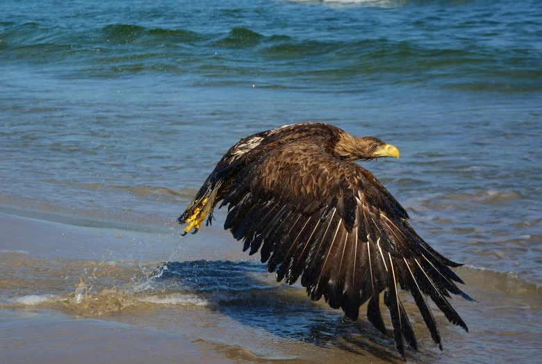 a brown bird spreads it's wings on the shore