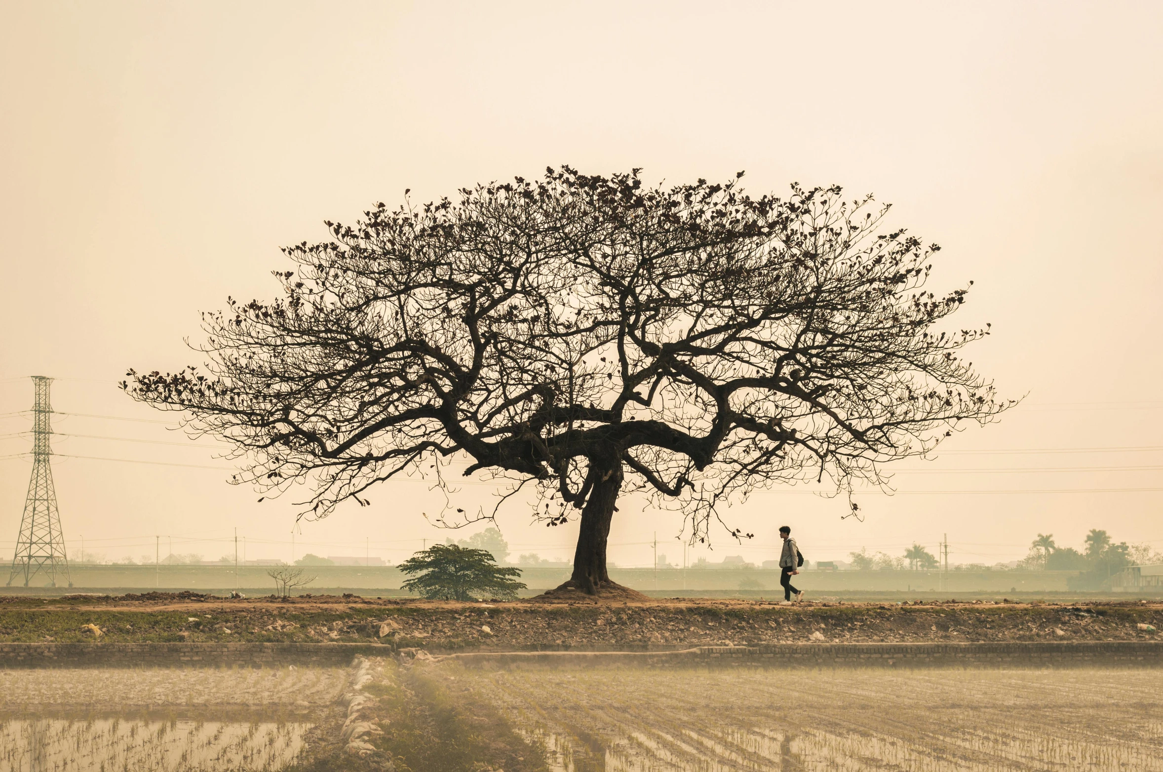 two people are standing beneath a large tree