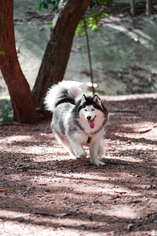 a husky runs along the ground by a tree