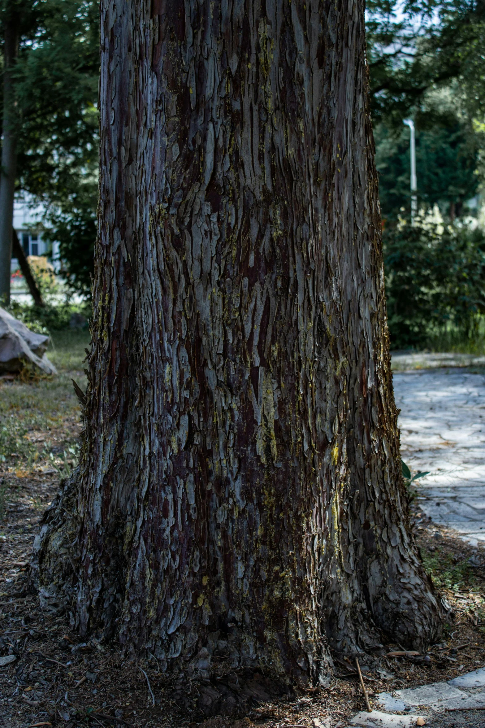 a tree with mossy bark on it near a bench