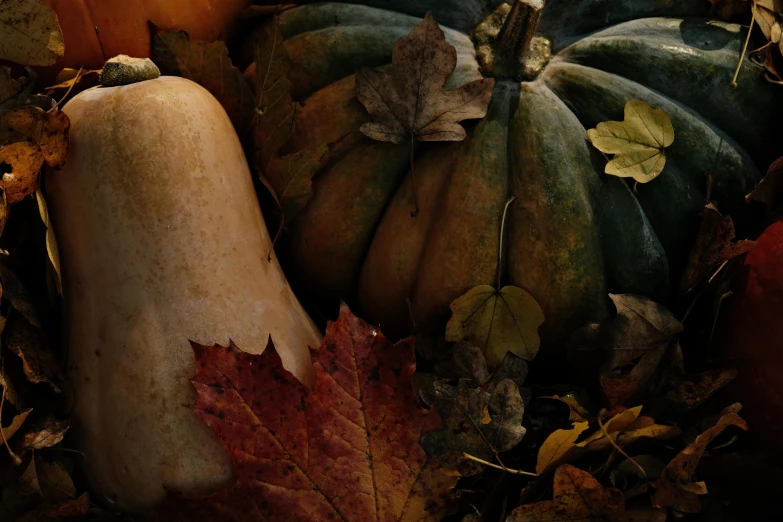 an art work of a squash and squash pods in the fall