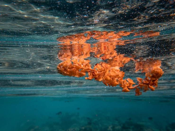 an orange leaf floating in the water