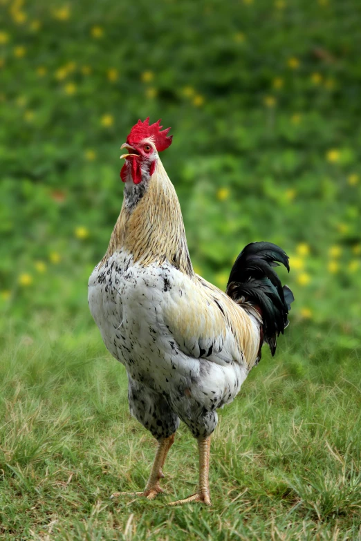 a chicken standing in the grass looking at soing