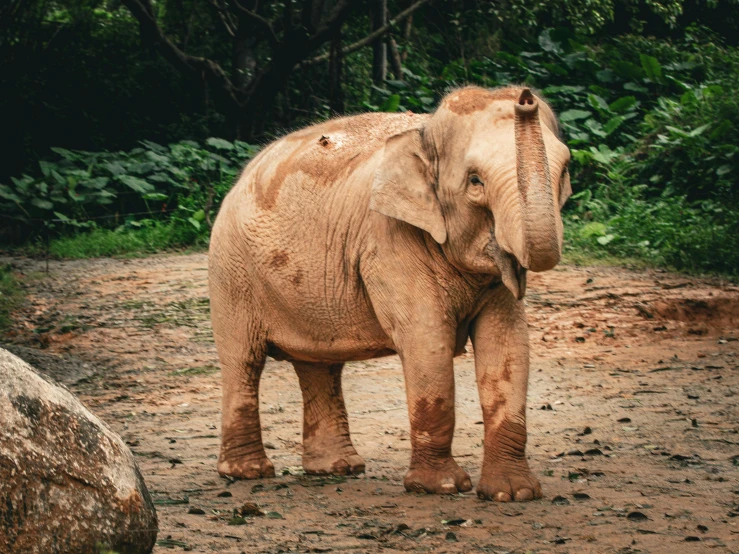 an elephant is standing in front of some bushes