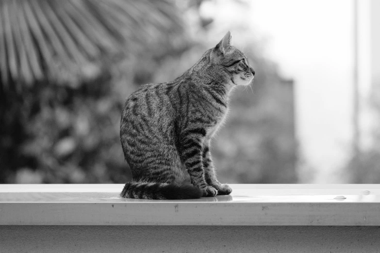 the cat is sitting on the windowsill outside