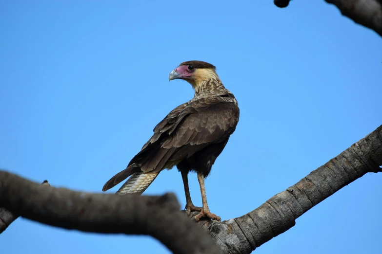 a large black bird perched on top of a tree nch