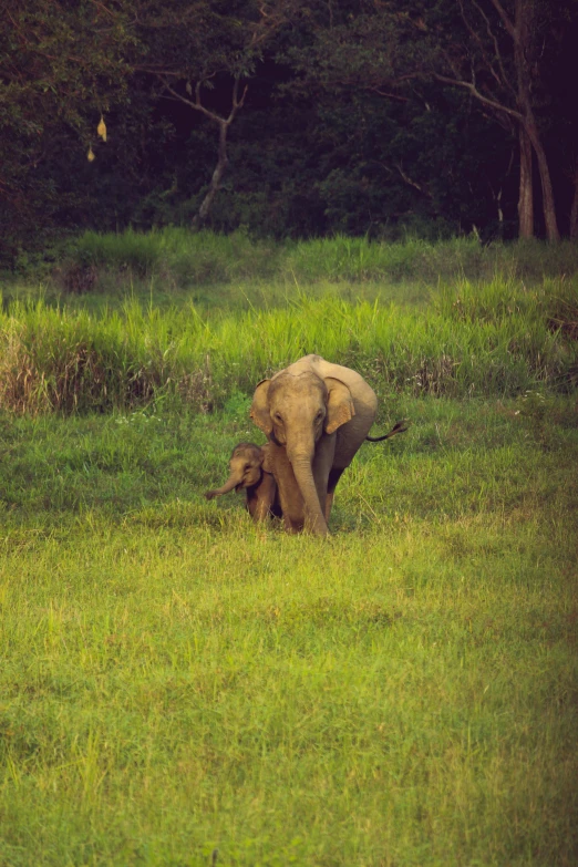 a small elephant is in the grass near another elephant