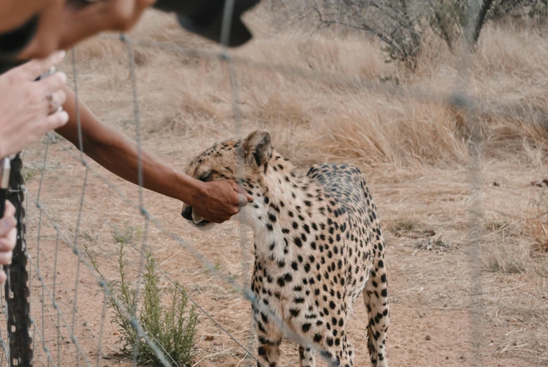 a cheetah reaches for food in a fenced enclosure