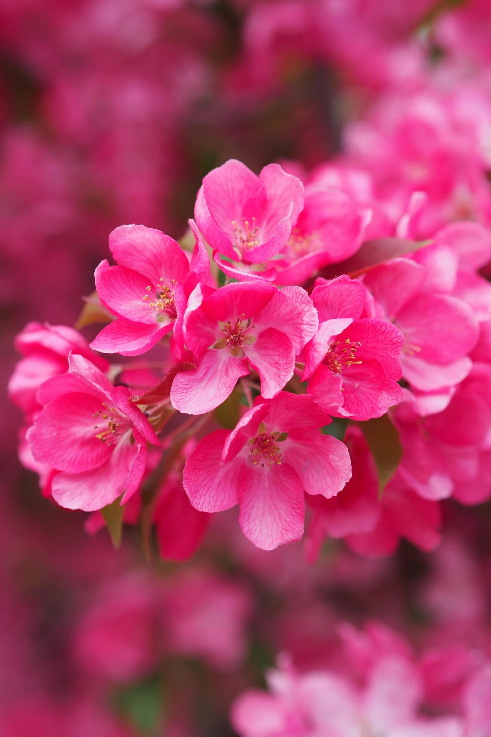 pink flowers are blooming brightly against a black and white background