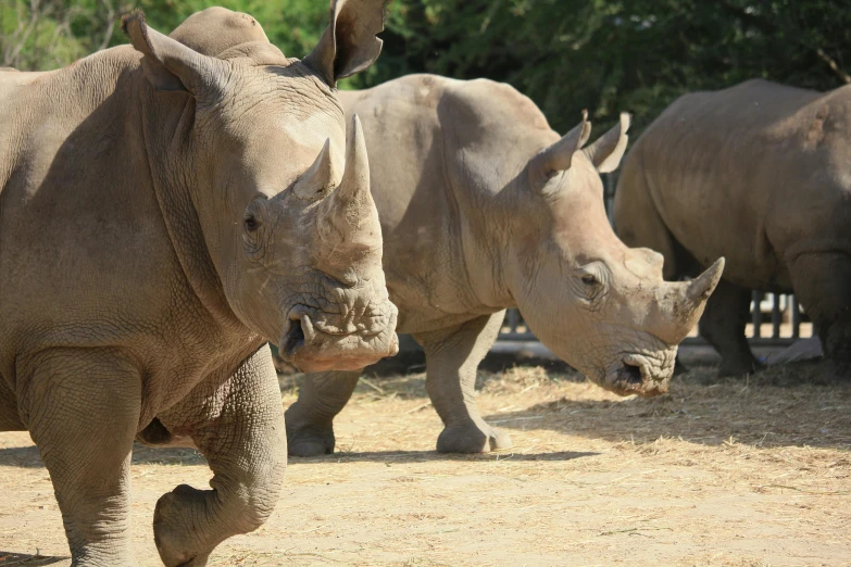 two rhinoceros are running away from each other in the open