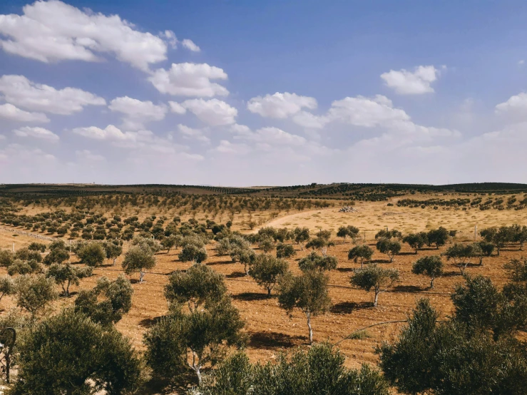 a wide open field with many trees in it