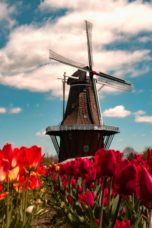 a windmill stands in the middle of a field of red tulips