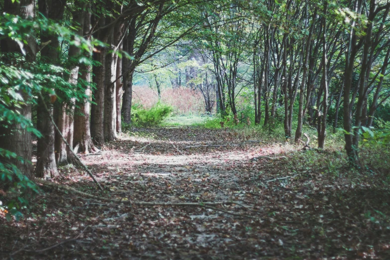 a path splits through the woods into different types of trees