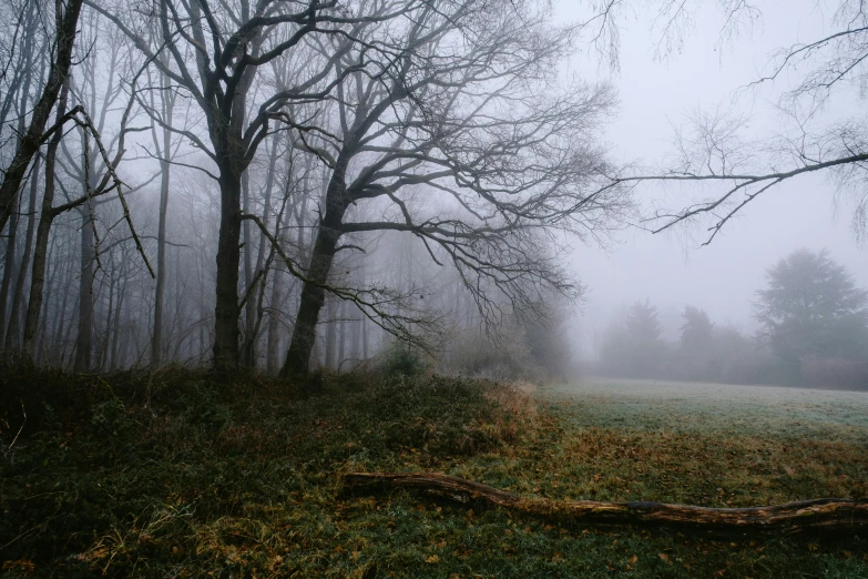 foggy forest with grass and trees in the foreground