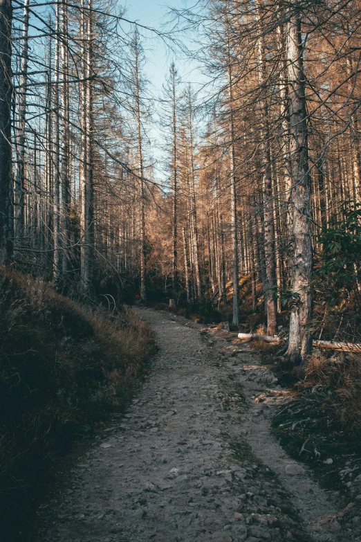 a dirt road going through a forest with tall trees