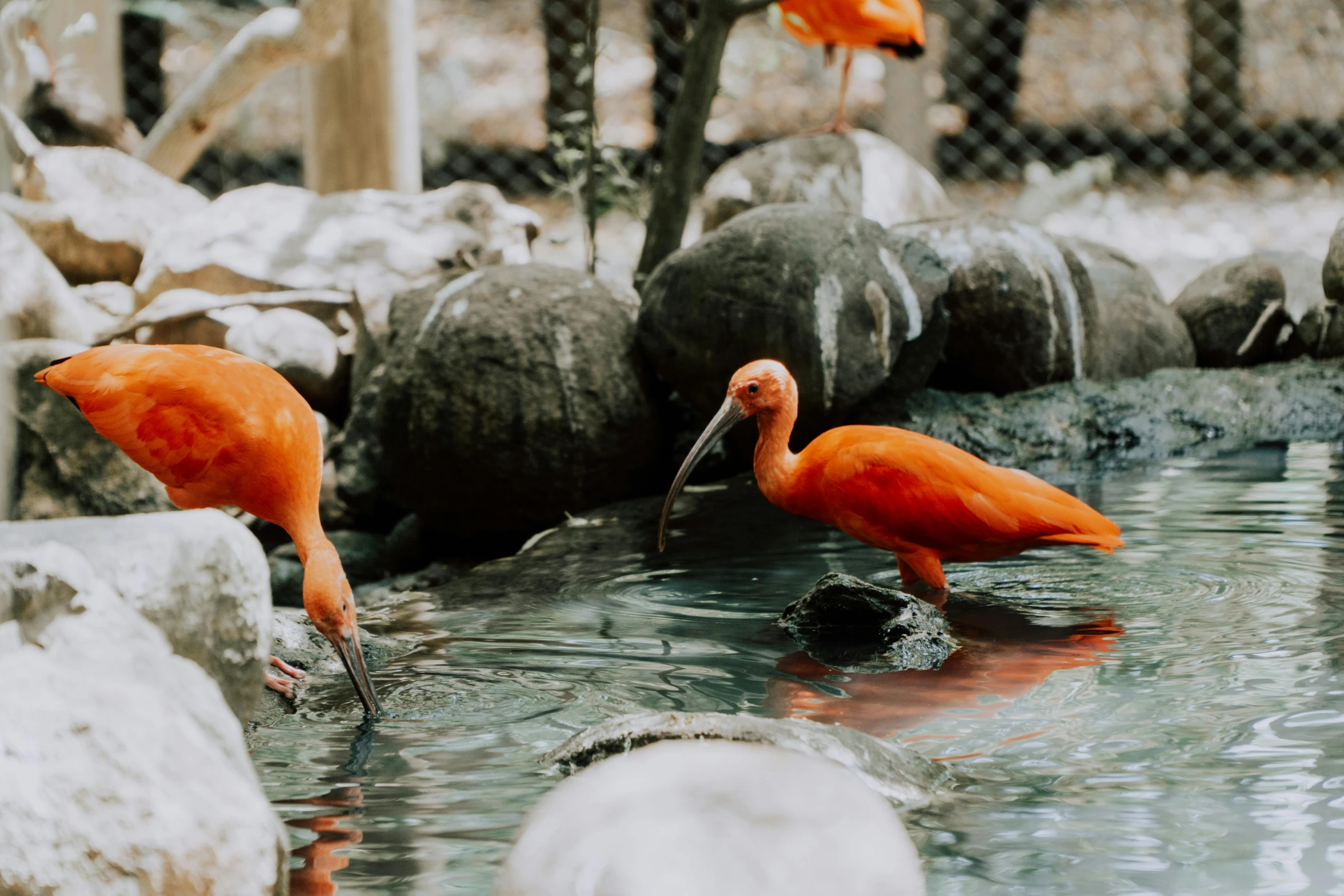 two red birds standing in water with a tree