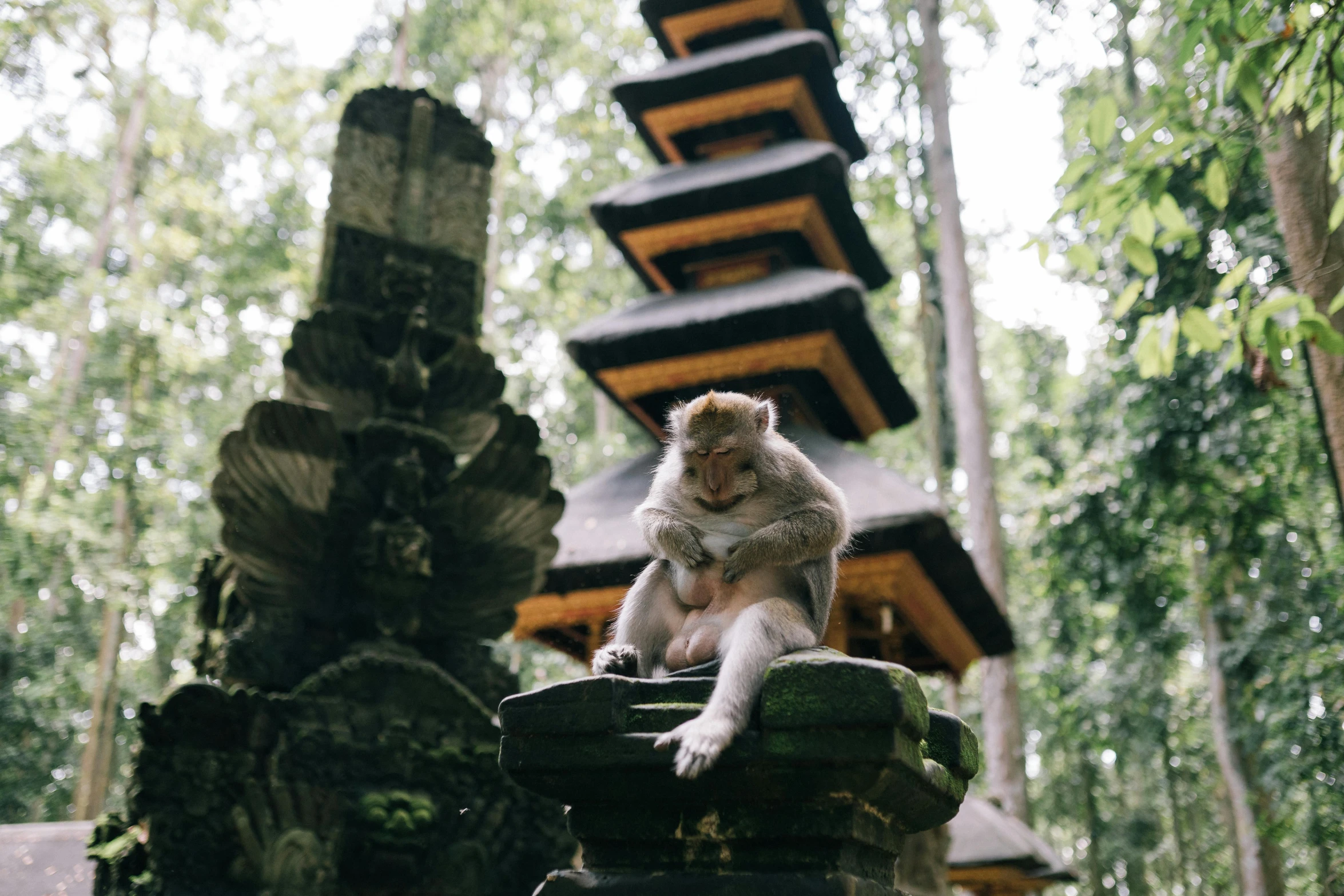 a small monkey sits on top of a rock in the woods