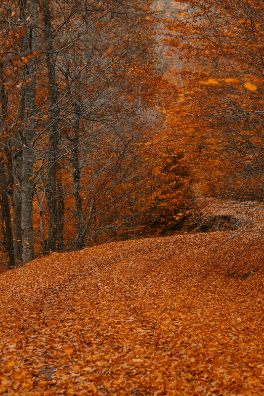 red leaves litter the ground and trees as they cover a path