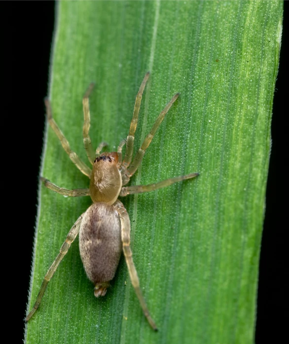 a spider with long legs is sitting on a green leaf