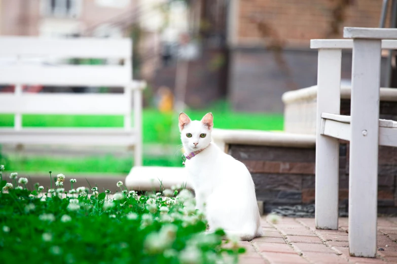 there is a white cat that is sitting on the grass